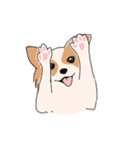 まいにちわんこ（個別スタンプ：1）