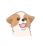 まいにちわんこ（個別スタンプ：12）