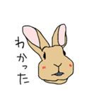 かわいこちゃんとうさぎたち（個別スタンプ：35）
