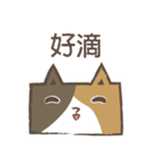 poker cat（個別スタンプ：1）