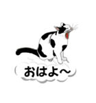 吹き出しに猫だらけ 大きな文字（個別スタンプ：1）