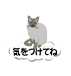 吹き出しに猫だらけ 大きな文字（個別スタンプ：8）