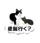 吹き出しに猫だらけ 大きな文字（個別スタンプ：10）