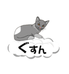 吹き出しに猫だらけ 大きな文字（個別スタンプ：25）