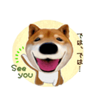 柴犬の「芝けん太」（個別スタンプ：2）