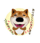 柴犬の「芝けん太」（個別スタンプ：4）