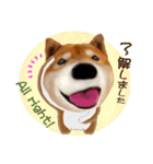 柴犬の「芝けん太」（個別スタンプ：5）