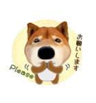 柴犬の「芝けん太」（個別スタンプ：6）