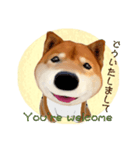 柴犬の「芝けん太」（個別スタンプ：7）