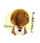 柴犬の「芝けん太」（個別スタンプ：8）