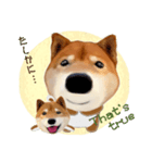 柴犬の「芝けん太」（個別スタンプ：23）