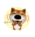 柴犬の「芝けん太」（個別スタンプ：24）