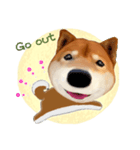 柴犬の「芝けん太」（個別スタンプ：33）