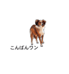 吹き出しとカワイイ犬たち（個別スタンプ：4）