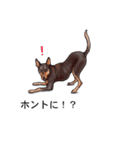 吹き出しとカワイイ犬たち（個別スタンプ：24）