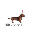 吹き出しとカワイイ犬たち（個別スタンプ：35）