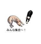 吹き出しとカワイイ犬たち（個別スタンプ：36）