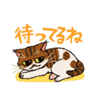 いつでもねこだまり2（個別スタンプ：37）