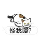 Meow Star to help~Occupy Chat（個別スタンプ：34）