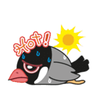 QQ Java Sparrow 3（個別スタンプ：6）