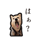 笑う柴犬、まめの日常（個別スタンプ：1）