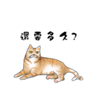 Hey~Go to clear the cat litter.（個別スタンプ：31）