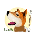 柴犬の「芝けん太」2（個別スタンプ：5）