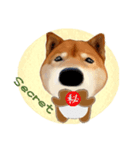 柴犬の「芝けん太」2（個別スタンプ：13）