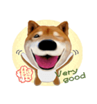 柴犬の「芝けん太」2（個別スタンプ：16）