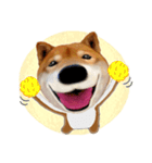 柴犬の「芝けん太」2（個別スタンプ：30）