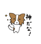 日常と煽りとパピヨン（個別スタンプ：1）