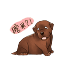 Labrador（個別スタンプ：10）