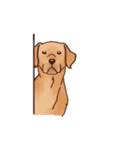 Labrador（個別スタンプ：38）