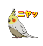 オカメインコ ピーちゃん（個別スタンプ：33）