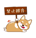 TAIWAN SHIBA - GIFAYE and Q JIANG（個別スタンプ：3）