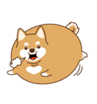 TAIWAN SHIBA - GIFAYE and Q JIANG（個別スタンプ：19）