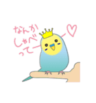 インコのティアラ（個別スタンプ：4）