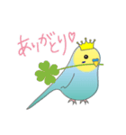 インコのティアラ（個別スタンプ：9）