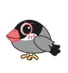 QQ Java Sparrow 4（個別スタンプ：28）