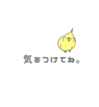 吹き出しインコ（個別スタンプ：30）