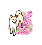 柴犬ざんまい2（個別スタンプ：15）