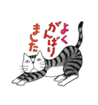 猫のKabamaru（個別スタンプ：40）