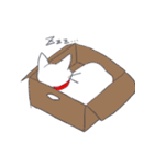 まめにゃんの日常（個別スタンプ：20）