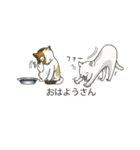 関西弁の吹き出し子猫（個別スタンプ：4）