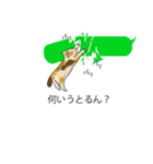 関西弁の吹き出し子猫（個別スタンプ：34）