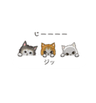 関西弁の吹き出し子猫（個別スタンプ：39）