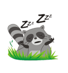 Lovely North American Raccoon（個別スタンプ：31）