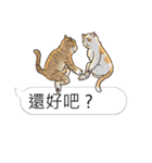 bobble cat message talk 3（個別スタンプ：26）