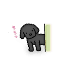 トイプードルのぴちこ（個別スタンプ：5）