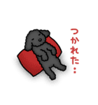 トイプードルのぴちこ（個別スタンプ：6）